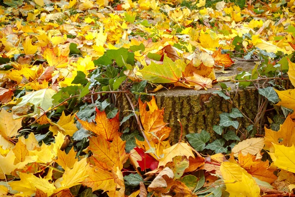 Orange red and green leaves and stump — Stock Photo, Image