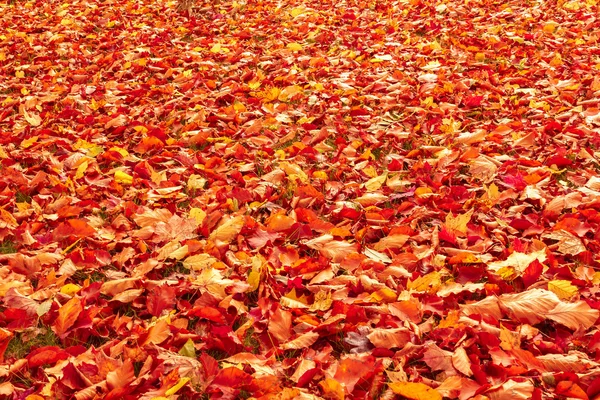 Otoño naranja y rojo hojas de otoño en el suelo — Foto de Stock