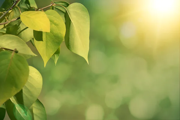 Green autumn background with shallow focus — Stock Photo, Image