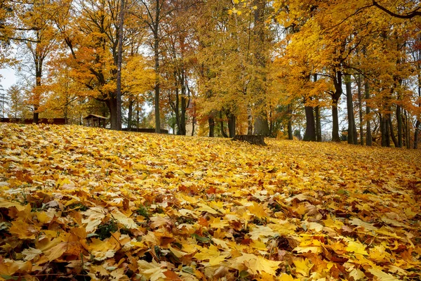 Bodegón de otoño con hojas de arce amarillo — Foto de Stock