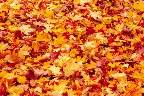 Fall orange and red autumn leaves on ground — Stock Photo, Image