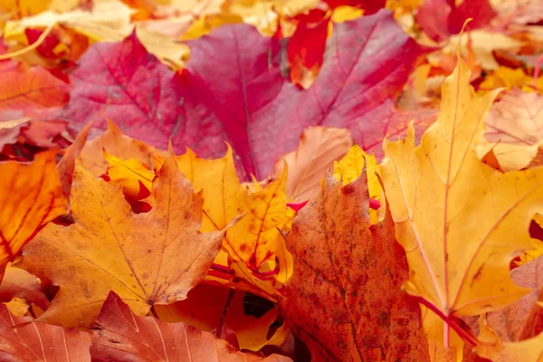 Fall orange and red autumn leaves on ground — Stock Photo, Image