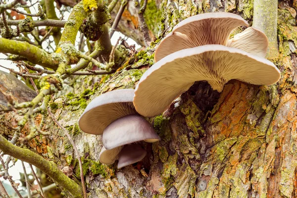 Podzimní houby na stromě — Stock fotografie