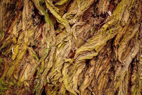 Grunge bark texture — Stock Photo, Image