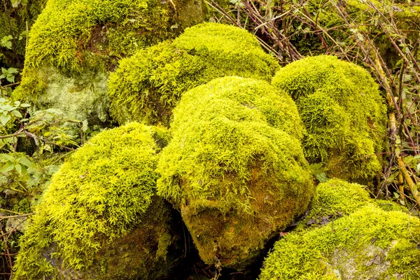 Ljust grön mossa (bryofyter) på sten — Stockfoto