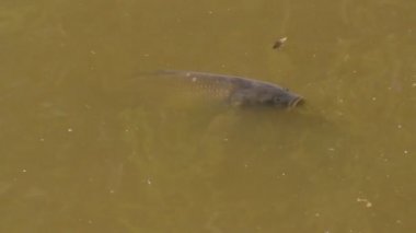 reklam için bir gölet yüzeyinin üzerinde konuşan sazan