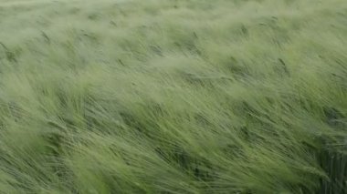 Green wheat swaying in the breeze