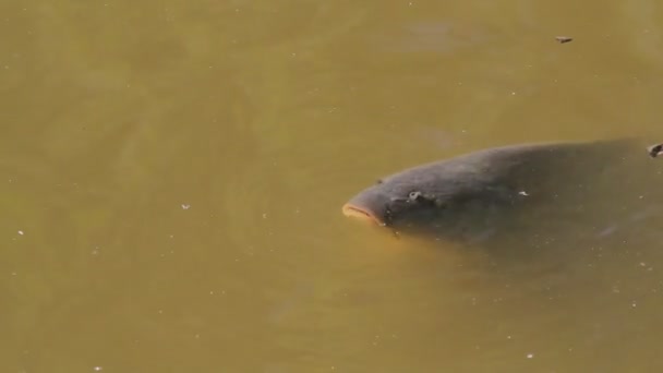 広告のための池の表面上の鯉を話す — ストック動画