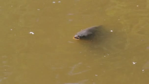広告のための池の表面上の鯉を話す — ストック動画