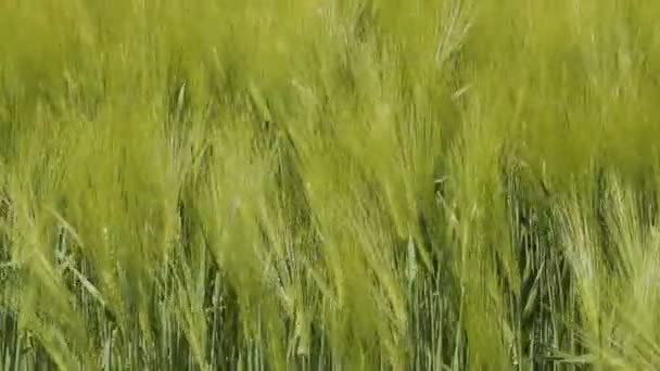 Green wheat swaying in the breeze — Stok video