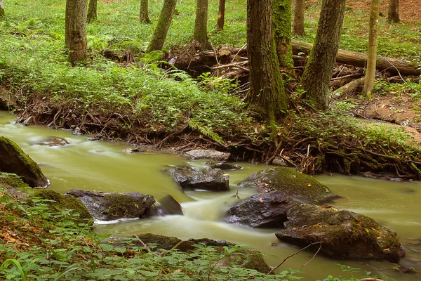 Arroyo de montaña en un bosque —  Fotos de Stock