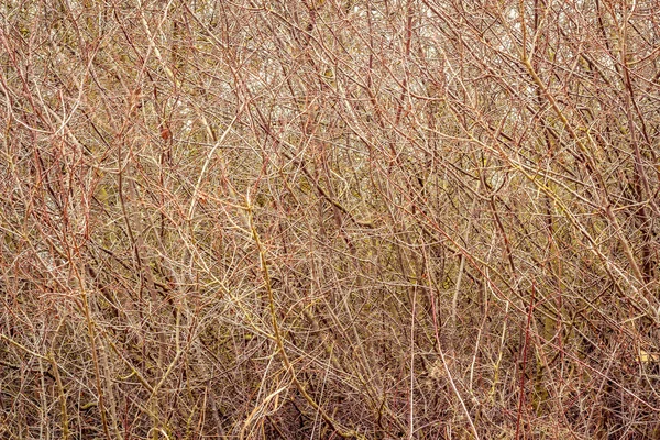 Branches d'automne ou de printemps sans feuilles — Photo