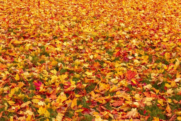 Turuncu ve kırmızı sonbahar yaprakları yere düşmek — Stok fotoğraf