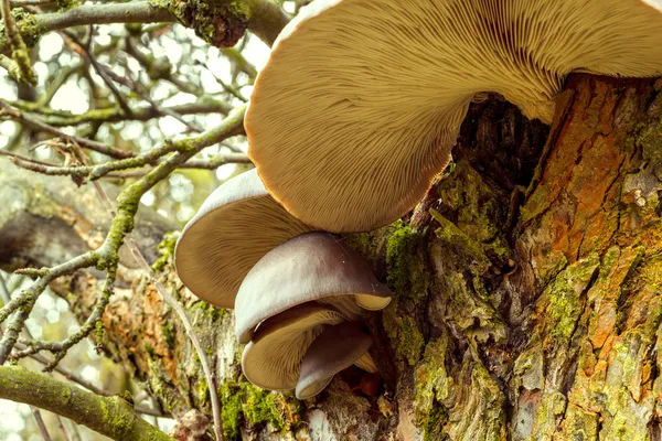 Autumn mushroom on tree — Stock Photo, Image