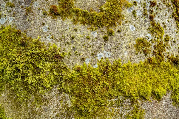 Grunge autumn background with green moss — Stock Photo, Image