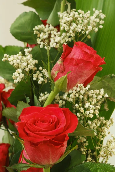 Bouquet di rose rosse fresche su bianco — Foto Stock