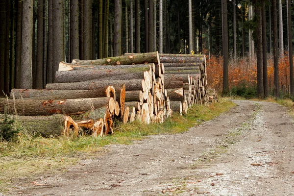 Pilha de madeira perto da estrada florestal — Fotografia de Stock