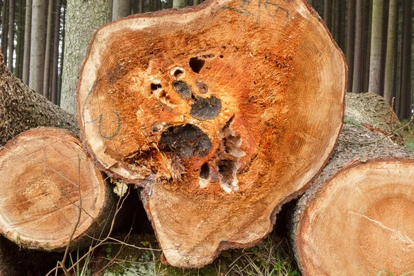 Primo piano di mucchio di legno — Foto Stock