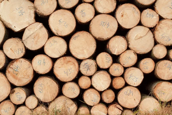 Stapel hout — Stockfoto