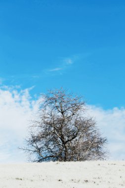 karlı ağaçların kış manzarası