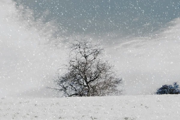 冬の風景に雪に覆われた木 — ストック写真