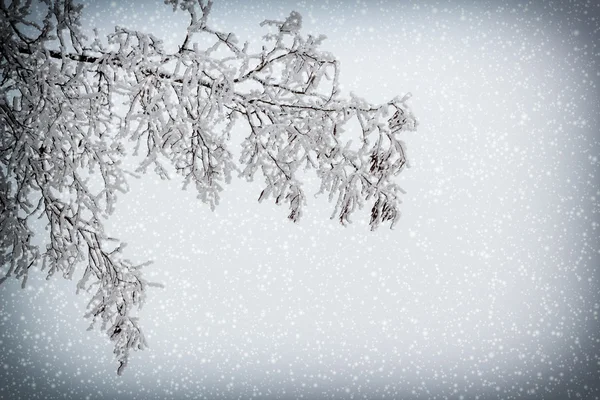 Arbres enneigés dans le paysage hivernal — Photo