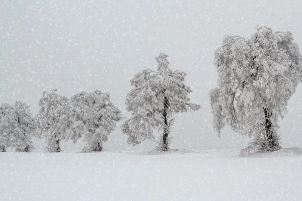 Snöiga träd i vinterlandskap — Stockfoto