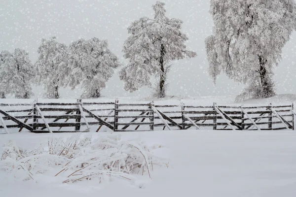 Śnieg drzewa krajobraz zimowy — Zdjęcie stockowe
