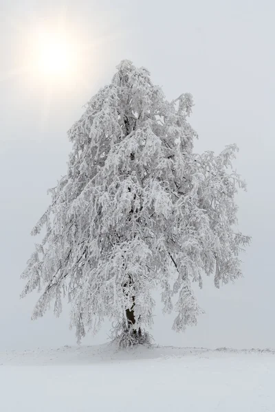 Snöiga träd i vinterlandskap — Stockfoto