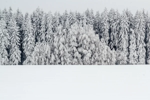 Un paisaje invernal sereno con árboles cubiertos de nieve — Foto de Stock