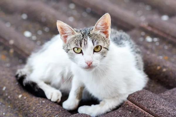 Close up front view of cat on tile roof — Stock Photo, Image