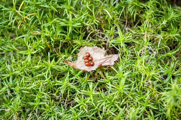 Ladybugs on a dry leaf — Stock Photo, Image