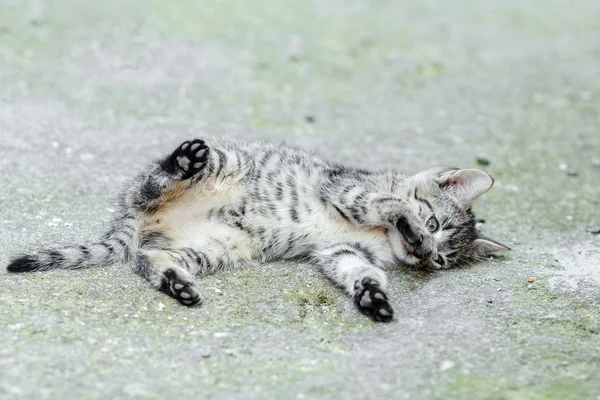 Lying small baby cat — Stock Photo, Image