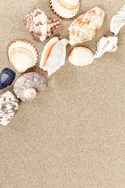 Muscheln mit Sand als Hintergrund — Stockfoto