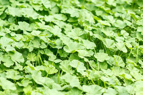 Textura de folhas verdes para uso de fundo — Fotografia de Stock