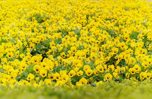 Flores de pansy amarillo — Foto de Stock