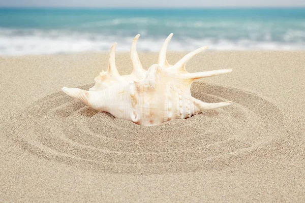 Muschel mit Sand und Meer im Hintergrund — Stockfoto