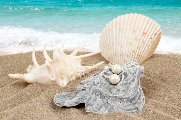 Zwei Perlenohrringe und Muscheln auf Sand — Stockfoto