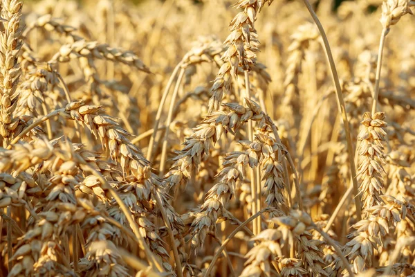 Dettaglio del campo di grano — Foto Stock