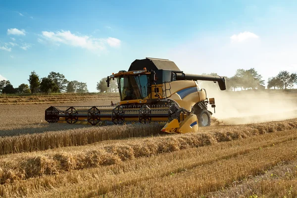 Yellow harvester combine on field harvesting gold wheat Stock Photo