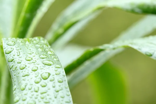 Green leaves with drops of water — Stock Photo, Image
