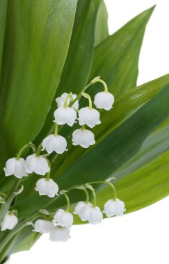 çiçek açan lily vadi