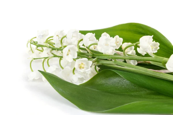 Blooming Lily of the valley — Stock Photo, Image