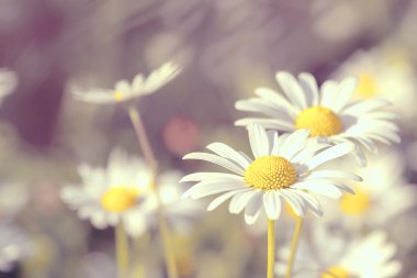 Daisy çiçekli pastel renkler