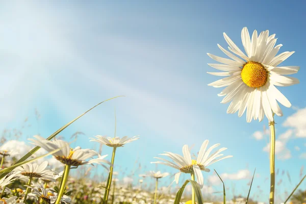 Gänseblümchenblumenfeld gegen blauen Himmel mit Sonnenlicht — Stockfoto