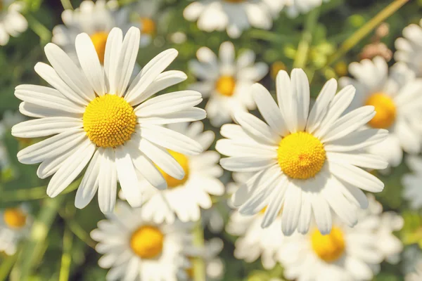 Daisy flower veld met ondiepe focus — Stockfoto