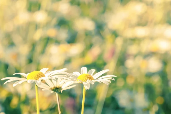 Daisy flowering pastel colors — Stock Photo, Image