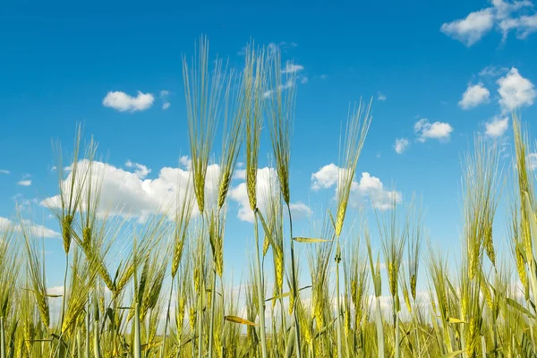 Lente graan met blauwe hemel — Stockfoto