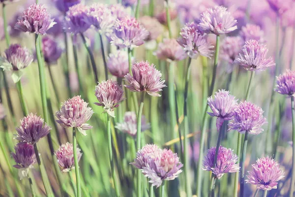 Güzel bokeh arka plan pastel renkler üzerinde bıçak bitki çiçek — Stok fotoğraf