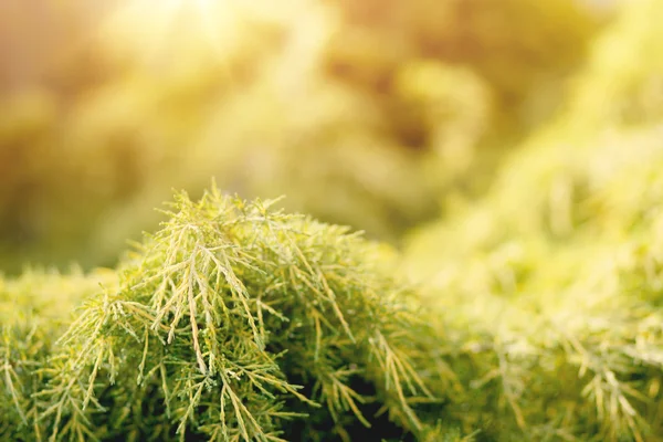 Conifer with shallow focus for background — Stock Photo, Image